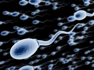 сколько живут сперматазоиды