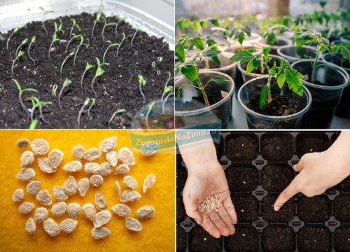Можно сажать рассаду 17 - 18 марта 2019 по лунному календарю или нет L~H